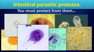 Intestinal parasitic protozoaClear overview [upl. by Mailliwnhoj860]