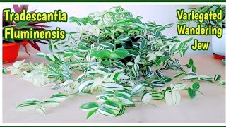 Tradescantia Fluminensis  Variegated Wandering Jew complete care tips [upl. by Yttig828]