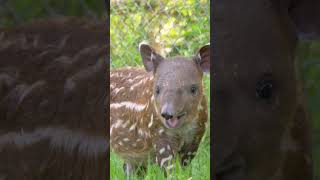 A baby baird tapir to brighten your day ☀️ [upl. by Hploda]