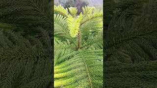 Araucaria heterophylla is a species of conifer gardening indoorplantplantnursery nature [upl. by Aicetel92]