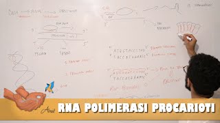 RNA polimerasi regolazione della trascrizione nei procarioti [upl. by Willcox]