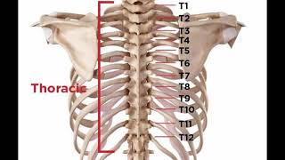 Two Minutes of Anatomy Thoracic Spine [upl. by Llenad]