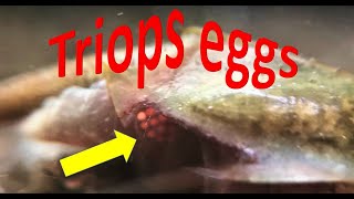 Triops laying eggs [upl. by Hazel]