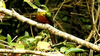 Rufoustailed Jacamar eating a wasp  Brazil 2023 [upl. by Eenehs]