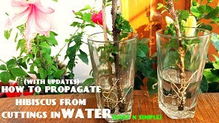 How to Propagate Hibiscus From Cuttings in WaterWith Updates [upl. by Janerich]