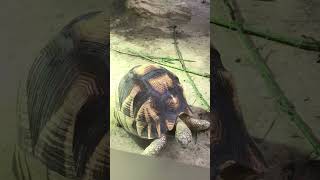 Ploughshare Tortoise is Gorgeous shorts shortsfunny shortsclip [upl. by Neleag]