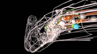 A brief introduction to C elegans [upl. by Aydidey]