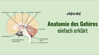 Anatomie des Gehirns einfach erklärt  Funktion  Aufbau  Einteilung  Bilder  Beschriftung [upl. by Child]