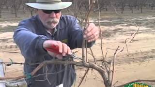 Pruning Grapes 2014 [upl. by Erdeid]