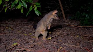 Scary night for the possums [upl. by Itsrejk]