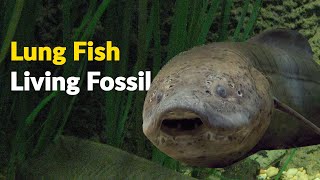 Lung Fish  Living Fossil  Mysteries in Science [upl. by Noman120]