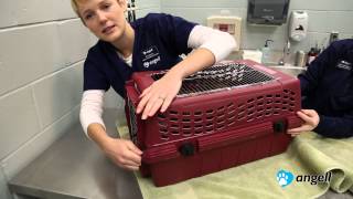 How to Put Your Cat in the Carrier [upl. by Lateh]