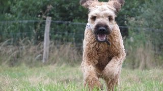 Digby  Briard  6 Week Residential Dog Training at Adolescent Dogs [upl. by Nnaylloh]