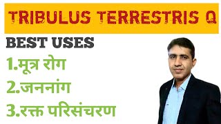 Homeopathic Medicine Tribulus Terrestris Benefits in Hindi  पेशाब की दिकत  Tribulus TQ Best Uses [upl. by Brag]