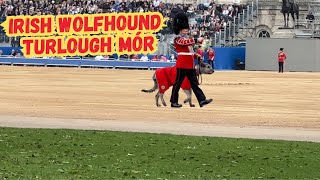 Seamus the Irish Wolfhound A Regal Presence on The Trooping The Colour Rehearsal [upl. by Earazed563]