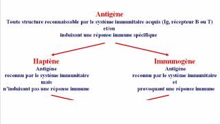 Réaction AntigènesAnticorps Partie I [upl. by Nhor476]