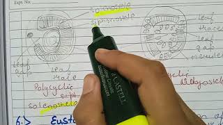 SolanosteleEctophloicAmphiphloic solenosteleDictyostelePolycyclic steleEustelePolystele detail [upl. by Eelarual]