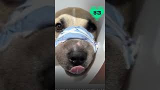 Dog recovering after abandoned at park with rubber bands wrapped around mouth [upl. by Ai]