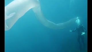 Divers encounter 26foot deepsea worm in New Zealand [upl. by Kcirreg]