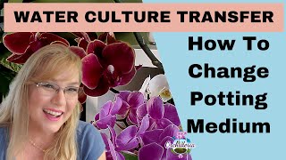 How To Successfully Transfer Orchids to Water Culture [upl. by Cheng295]