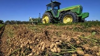 How peanuts are harvested  picked [upl. by Hokanson]