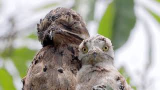 Una madre y su cría de Urutaú Nyctibius griseus [upl. by Idnil]