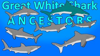 Great White Shark  Ancestor lineage  Carcharodon carcharias  Size Comparison [upl. by Alexio820]