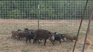 A Hunting Show Part 17 South Texas Hog Trapping [upl. by Ivgnout]