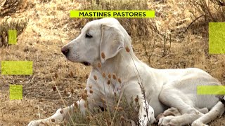 Así protege un mastín pastor su rebaño en la Sierra de Madrid [upl. by Draude230]