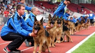 SchäferhundeWM im Auestadion Kassel mit George Foreman [upl. by Egarton]