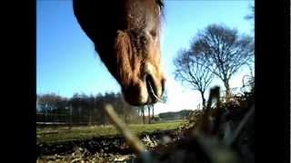 sound of horses chewing hay [upl. by Sitto]