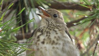 Hermit Thrush Song and Calls [upl. by Eecyaj]