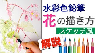 簡単！【水彩色鉛筆スケッチ】シュウカイドウ秋海棠の描き方 How to Draw a Begonia Flower in Watercolor pencils [upl. by Niwrek370]