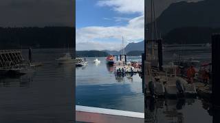 whale watching at Tofino BC part 2 dailyvlog shortvideo subscribe whalewatchingtour travel [upl. by Marga]