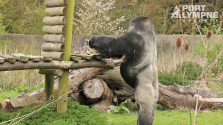 Its Ambam The Famous Gorillas 27th Birthday [upl. by Art]