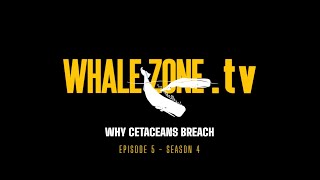 WHY DO CETACEANS BREACH  WHALEZONETV S4E5 [upl. by Ylelhsa227]