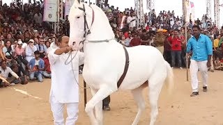 Horse Dancing At The Cattle Fair In Pushkar Rajasthan India  Amazing Horse Dance Competition [upl. by Sorac]