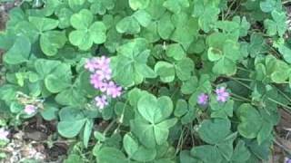 EatTheWeeds Episode 67 Oxalis Wood Sorrel [upl. by Dey674]