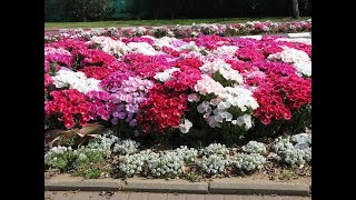 Amazing and Most Beautiful Clarkia Flowers  Godetia Flowers [upl. by Zaller]