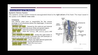 abdomen ct venography part 1 [upl. by Yrogerg]