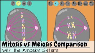 Mitosis vs Meiosis Side by Side Comparison [upl. by Tavy]