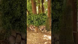 Building a shelter in the forest bushcraft shelter nature camping build camp [upl. by Sheets]