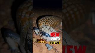 NEW VIDEO OUT NOW  australia ytshorts herping venomoussnakes snake subscribe animals [upl. by Nwatna]