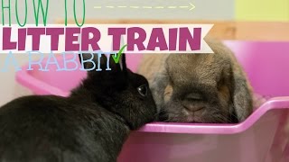 HOW TO LITTER TRAIN A RABBIT 🐰 [upl. by Cindi744]