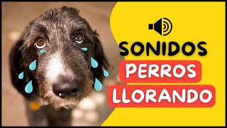 Perros Llorando Fuerte😭  Efecto de Sonido  Perro Chillón [upl. by Hanny]