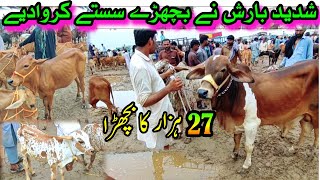 Sahiwal Cholistani Bachra Price In Pakistan  Madrassa Cattle Market Bachra Farming [upl. by Rochell80]