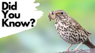 Things you need to know about SONG THRUSHES [upl. by Lytsirk686]