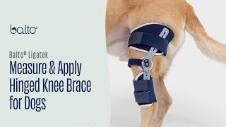 How To Measure and Apply a Hinged Knee Brace On A Dog [upl. by Ahgiel]