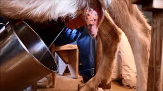 Highly Milking Saanen Goats Breed ll 5Kg Milk Biggest Udder Milking Goats ll goatfarming goat [upl. by Ardnatal]