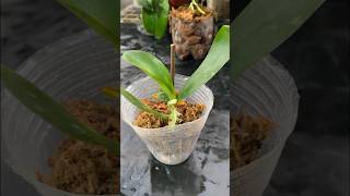 Easy orchid propagation with seedlings tips [upl. by Zoila909]